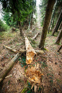 View of tree trunks in forest