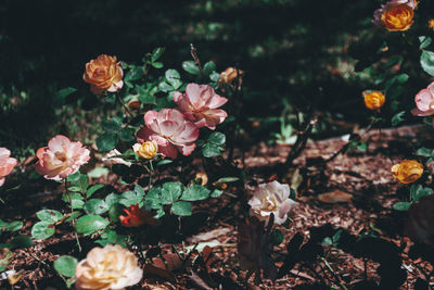 High angle view of pink flowering plants