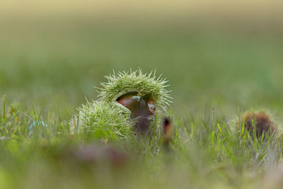 Close-up of grass on field