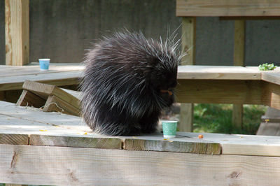 Porcupine eating