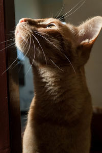 Close-up of cat sitting