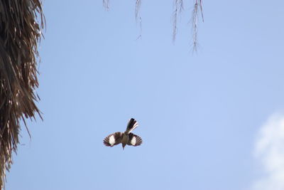 Low angle view of bird flying in sky