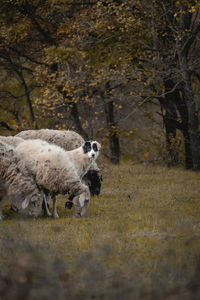 A flock of sheep and their guard dog near the small village of varshilo in the strandzha mountains