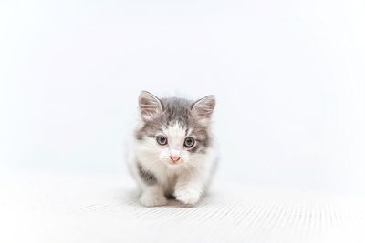 Portrait of cat against white background