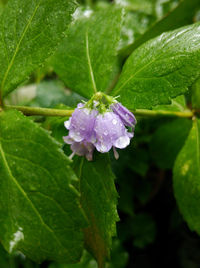 Close-up of water drops on flower