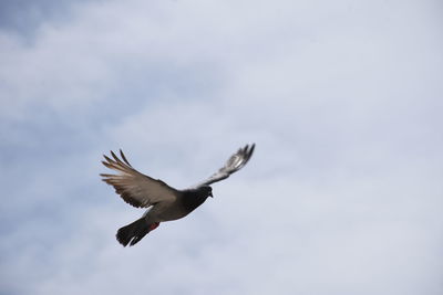 Low angle view of seagull flying