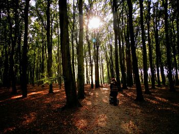 Trees in forest against sky