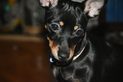 Close-up portrait of dog