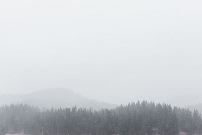 Trees in forest during winter