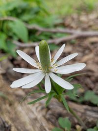 Close-up of white flower blooming outdoors