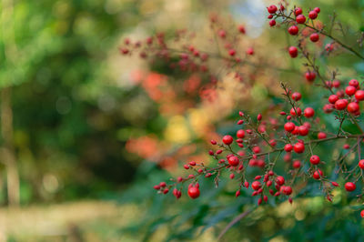 Close-up of red berries growing on tree