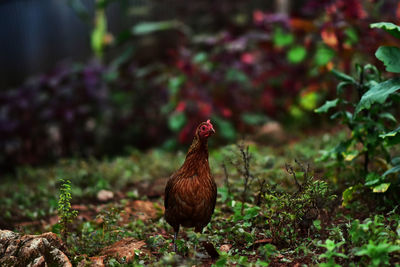 Bird on a field