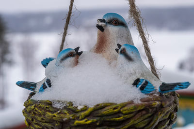 Close-up of two birds on snow