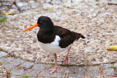 Close-up of bird perching on rock