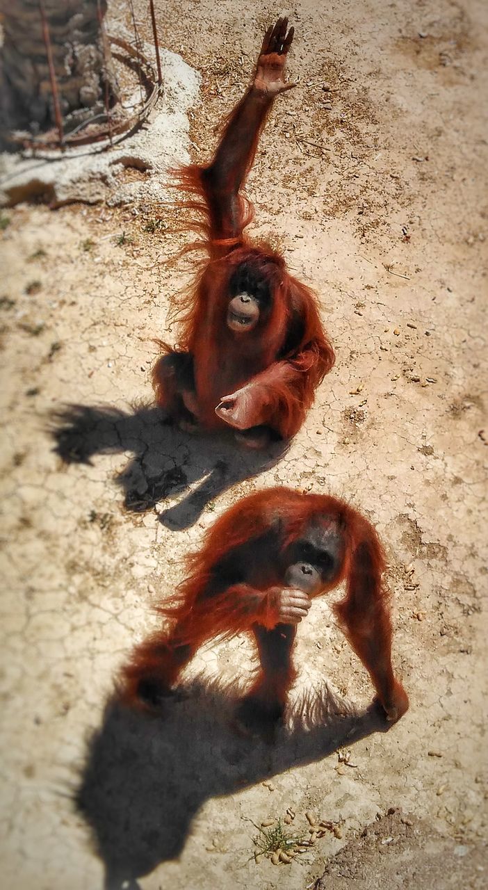 shadow, sand, sunlight, animal themes, mammal, day, animals in the wild, no people, one animal, outdoors, nature, monkey, beach, close-up