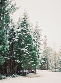 Pine trees in forest during winter