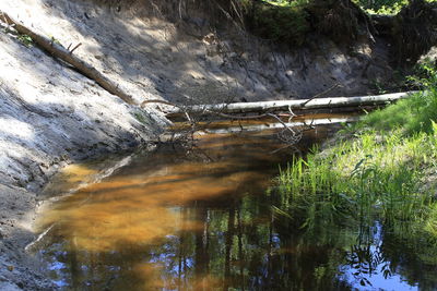 Reflection of trees in water