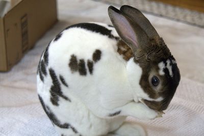Close-up of a cat resting