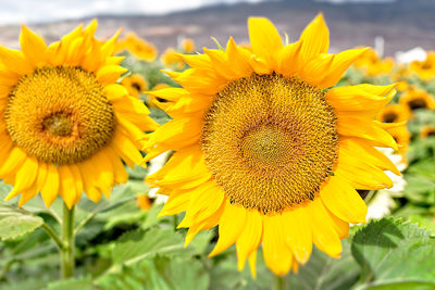 Close-up of sunflower blooming outdoors