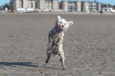 Chinese crested dog jumping at the beach