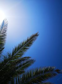 Low angle view of coconut palm tree against sky