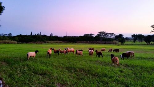 Sheep grazing on grassy field