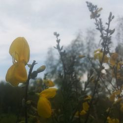 Close-up of yellow flower