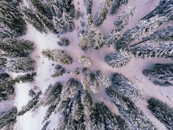 High angle view of pine tree during winter
