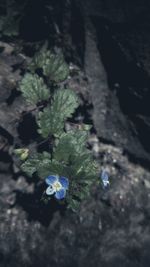 Close-up of purple flowers