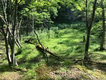 Trees in forest