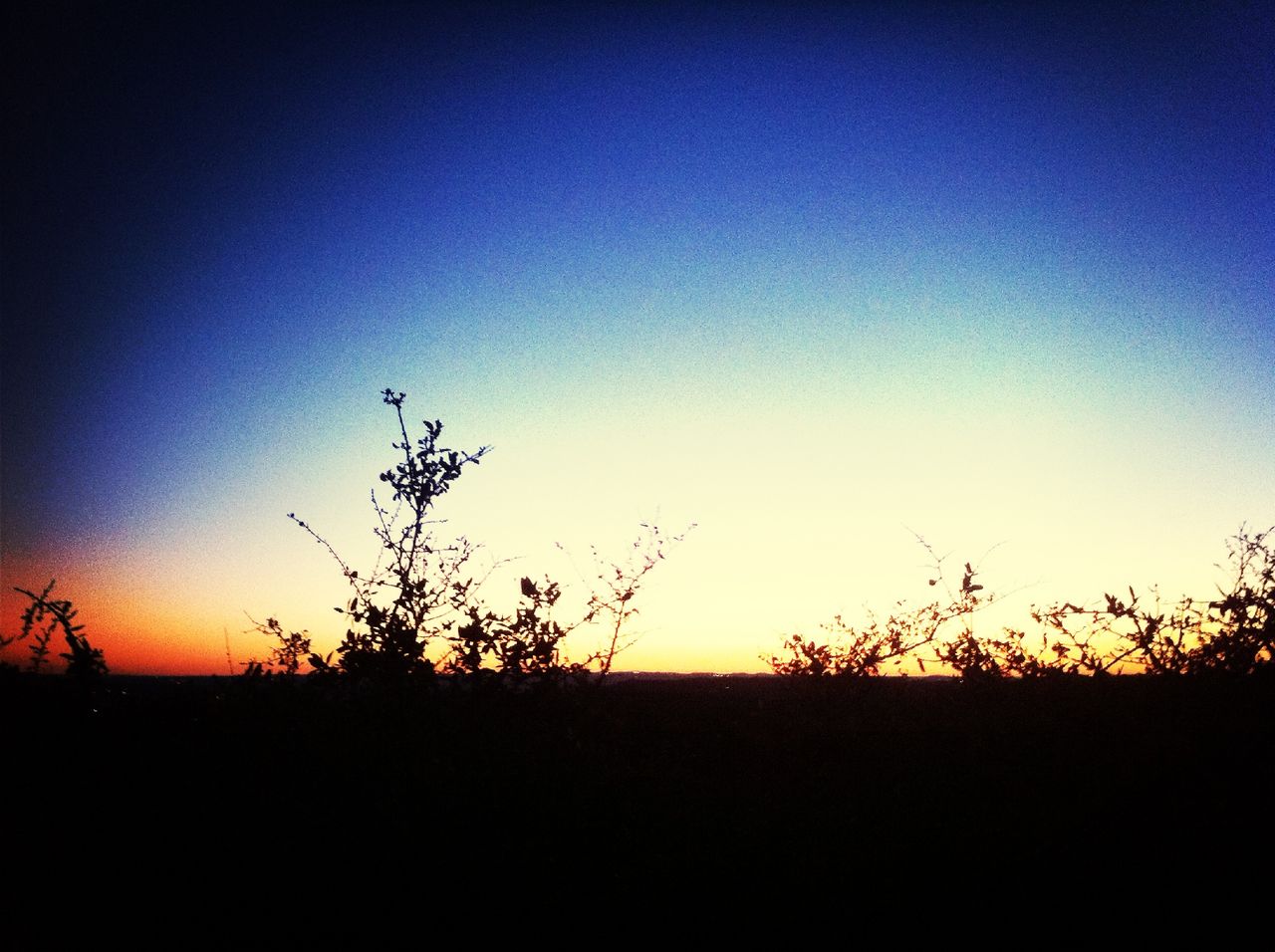 silhouette, sunset, copy space, clear sky, tranquil scene, tranquility, beauty in nature, scenics, landscape, nature, field, tree, idyllic, blue, orange color, growth, outdoors, no people, horizon over land, sky