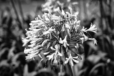 Close-up of snow on plant