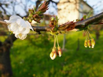 Close-up of flowers