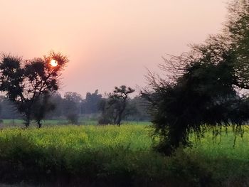 Scenic view of field against sky during sunset