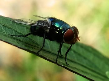 Close-up of fly on leaf