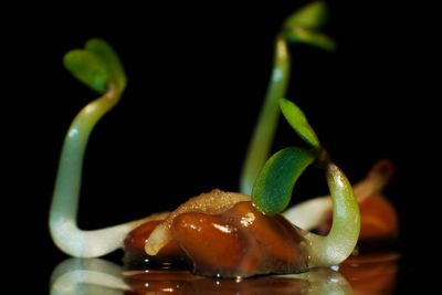 Close-up of food against black background