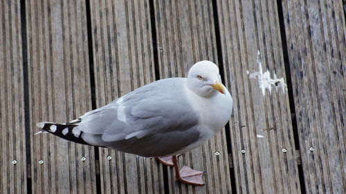 Close-up of seagull perching on wooden plank