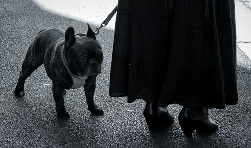 Low section of people walking on dog