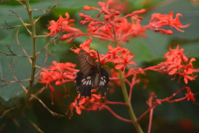 Close-up of butterfly pollinating on red flower