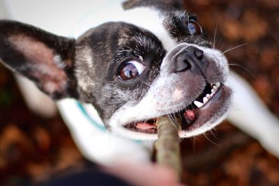 Close-up portrait of dog