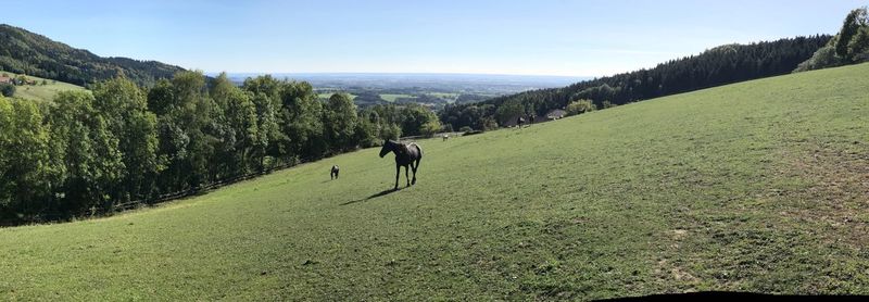 View of a horse on field