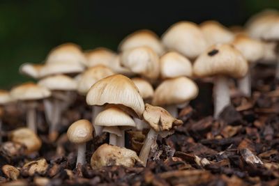 Close-up of mushrooms on wood