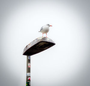 Low angle view of seagull perching on wall against clear sky