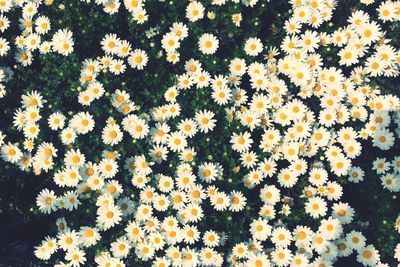 Close-up of yellow flowers