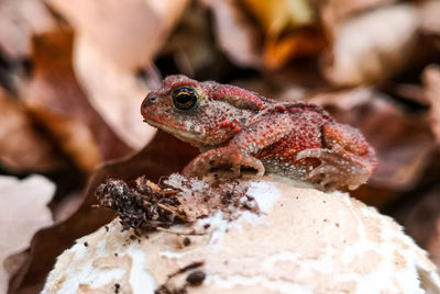 Close-up of lizard on rock