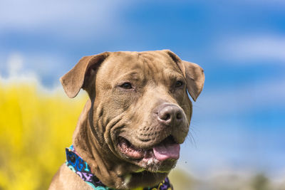 Close-up portrait of a dog