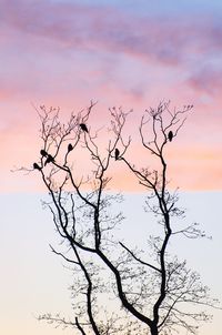 Silhouette bare tree against sky during sunset