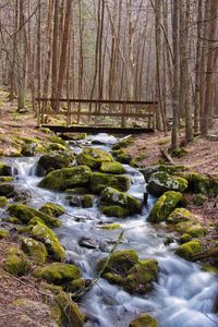 Scenic view of waterfall in forest