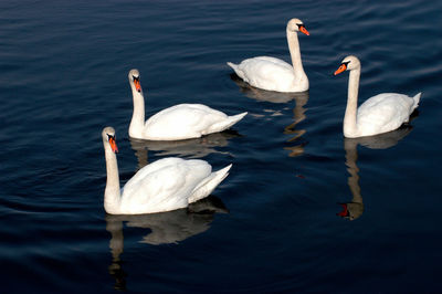 Swans swimming in a river, deep blue water, reflections, sunny day