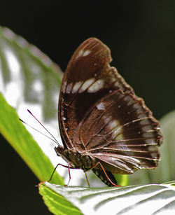 Close-up of butterfly